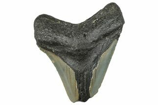 Bargain, Fossil Megalodon Tooth - Serrated Blade #295434