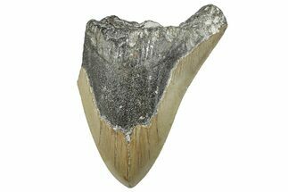 Bargain, Fossil Megalodon Tooth - Serrated Blade #295464