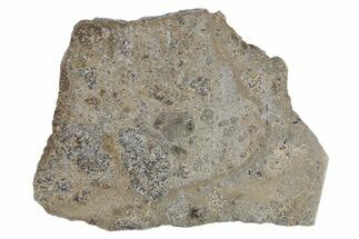 Eucrite Meteorite Slice ( g) - Jikharra #295999