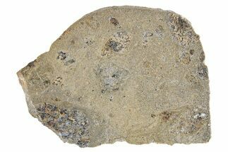 Eucrite Meteorite Slice ( g) - Jikharra #296016