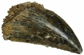 Serrated, Raptor Tooth - Real Dinosaur Tooth #295934