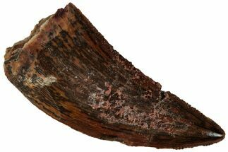 Serrated, Raptor Tooth - Real Dinosaur Tooth #295976