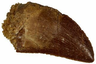 Serrated, Raptor Tooth - Real Dinosaur Tooth #295978