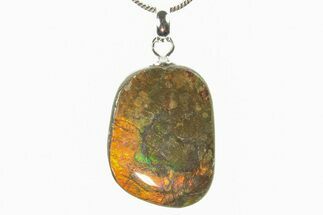 Brilliant Ammolite Pendant (Necklace) - Alberta, Canada #296039