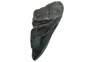 Partial Fossil Megalodon Tooth - South Carolina #296127