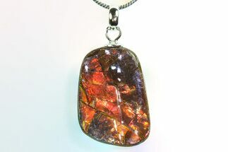 Brilliant Ammolite Pendant (Necklace) - Alberta, Canada #296090