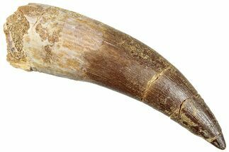 Partially Rooted Fossil Plesiosaur (Zarafasaura) Tooth - Morocco #296345