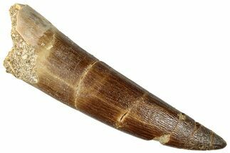 Fossil Plesiosaur (Zarafasaura) Tooth - Morocco #296350