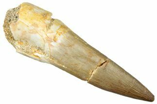 Fossil Plesiosaur (Zarafasaura) Tooth - Morocco #296364