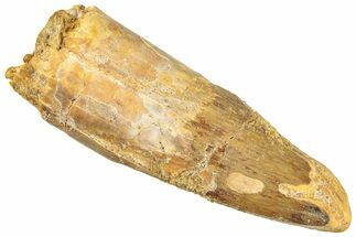 Fossil Spinosaurus Tooth - Real Dinosaur Tooth #296479