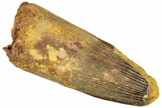 Fossil Spinosaurus Tooth - Real Dinosaur Tooth #296488