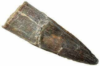 Fossil Spinosaurus Tooth - Real Dinosaur Tooth #296498