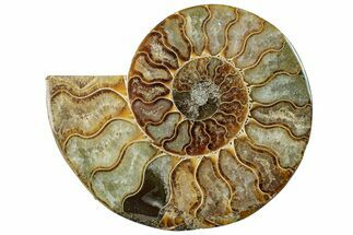 Cut & Polished Ammonite Fossil (Half) - Madagascar #296501