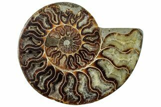 Cut & Polished Ammonite Fossil (Half) - Madagascar #296517