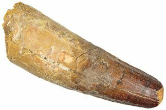 Fossil Spinosaurus Tooth - Feeding Worn Tip #296524