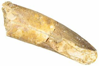 Fossil Spinosaurus Tooth - Real Dinosaur Tooth #296530