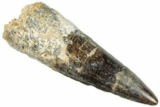 Bargain, Fossil Spinosaurus Tooth - Real Dinosaur Tooth #296532