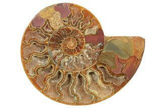 Cut & Polished Ammonite Fossil (Half) - Madagascar #296453