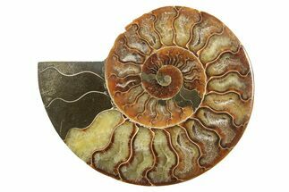 Cut & Polished Ammonite Fossil (Half) - Madagascar #296459