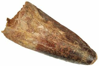 Bargain, Fossil Spinosaurus Tooth - Real Dinosaur Tooth #296561