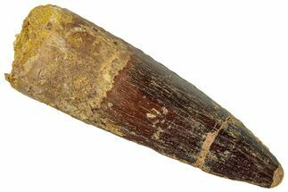 Fossil Spinosaurus Tooth - Real Dinosaur Tooth #296570