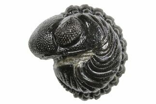 Wide Enrolled Austerops Trilobite - Morocco #296586