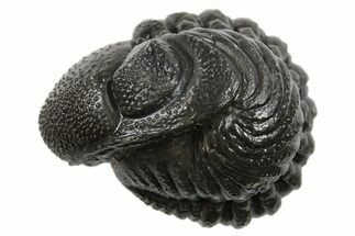 Wide Enrolled Austerops Trilobite - Morocco #296592