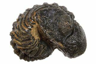 Wide Enrolled Morocops Trilobite - Morocco #296618