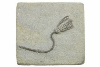 Fossil Crinoid (Pachylocrinus) - Crawfordsville, Indiana #296780
