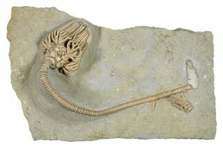 Fossil Crinoids and Horn Coral - Crawfordsville, Indiana #296788