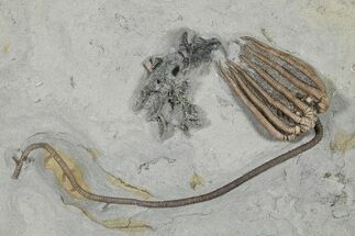 Fossil Crinoid (Agaricocrinus) with Bryozoan - Indiana #296789