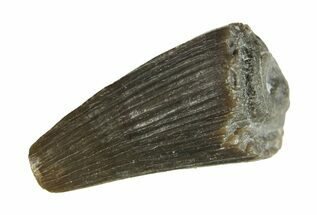 Fossil Crocodyliform (Goniopholidid) Tooth - Colorado #296669