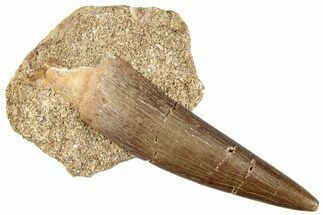Fossil Plesiosaur (Zarafasaura) Tooth in Sandstone - Morocco #296379