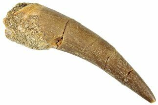 Fossil Plesiosaur (Zarafasaura) Tooth - Morocco #296380