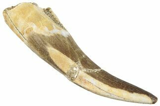 Fossil Plesiosaur (Zarafasaura) Tooth - Morocco #296381