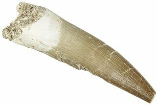Fossil Plesiosaur (Zarafasaura) Tooth - Morocco #296385
