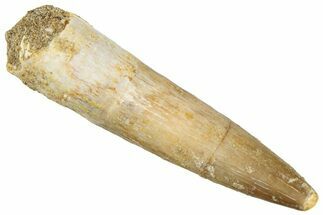 Fossil Plesiosaur (Zarafasaura) Tooth - Morocco #296386