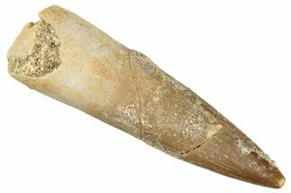 Fossil Plesiosaur (Zarafasaura) Tooth - Morocco #296393