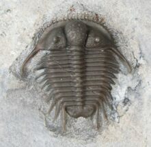 Cyphaspides Trilobite - Superb Preparation #16407