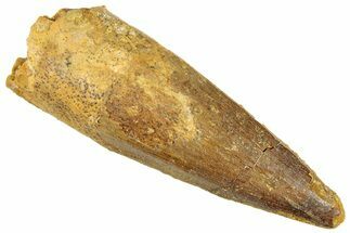 Fossil Spinosaurus Tooth - Real Dinosaur Tooth #296888