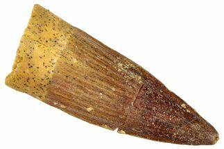 Fossil Spinosaurus Tooth - Real Dinosaur Tooth #296892