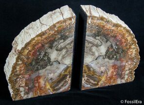 Petrified wood bookends for sale