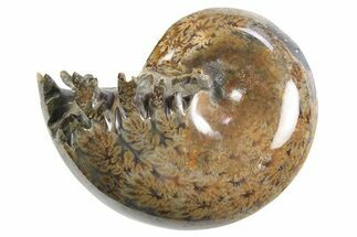 Polished Ammonite (Phylloceras) Fossil - Madagascar #297095