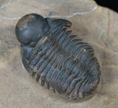 Rare Bulbous Nosed Actinopeltis Trilobite - #16410