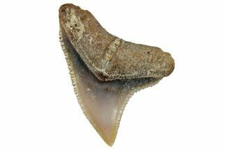 Fossil Shark (Carcharhinus) Tooth - Bone Valley, Florida #297236