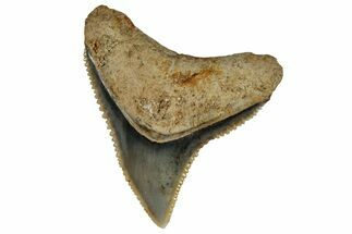Fossil Shark (Carcharhinus) Tooth - Bone Valley, Florida #297249
