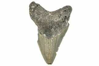 Bargain, Juvenile Megalodon Tooth - Serrated Blade #297263