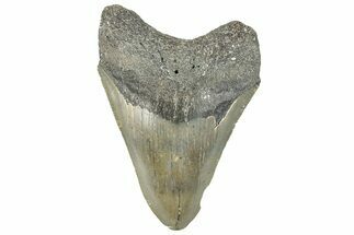 Bargain, Fossil Megalodon Tooth - Serrated Blade #297280