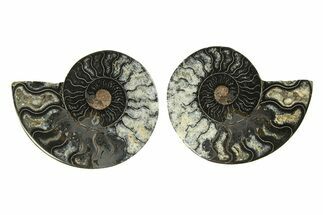 Cut & Polished Ammonite Fossil - Unusual Black Color #296270