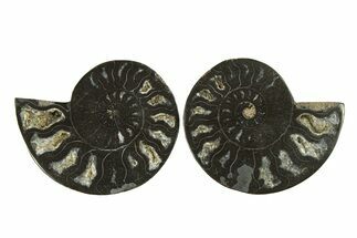 Cut & Polished Ammonite Fossil - Unusual Black Color #296284